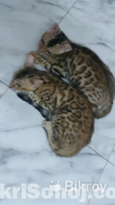 BENGAL CAT